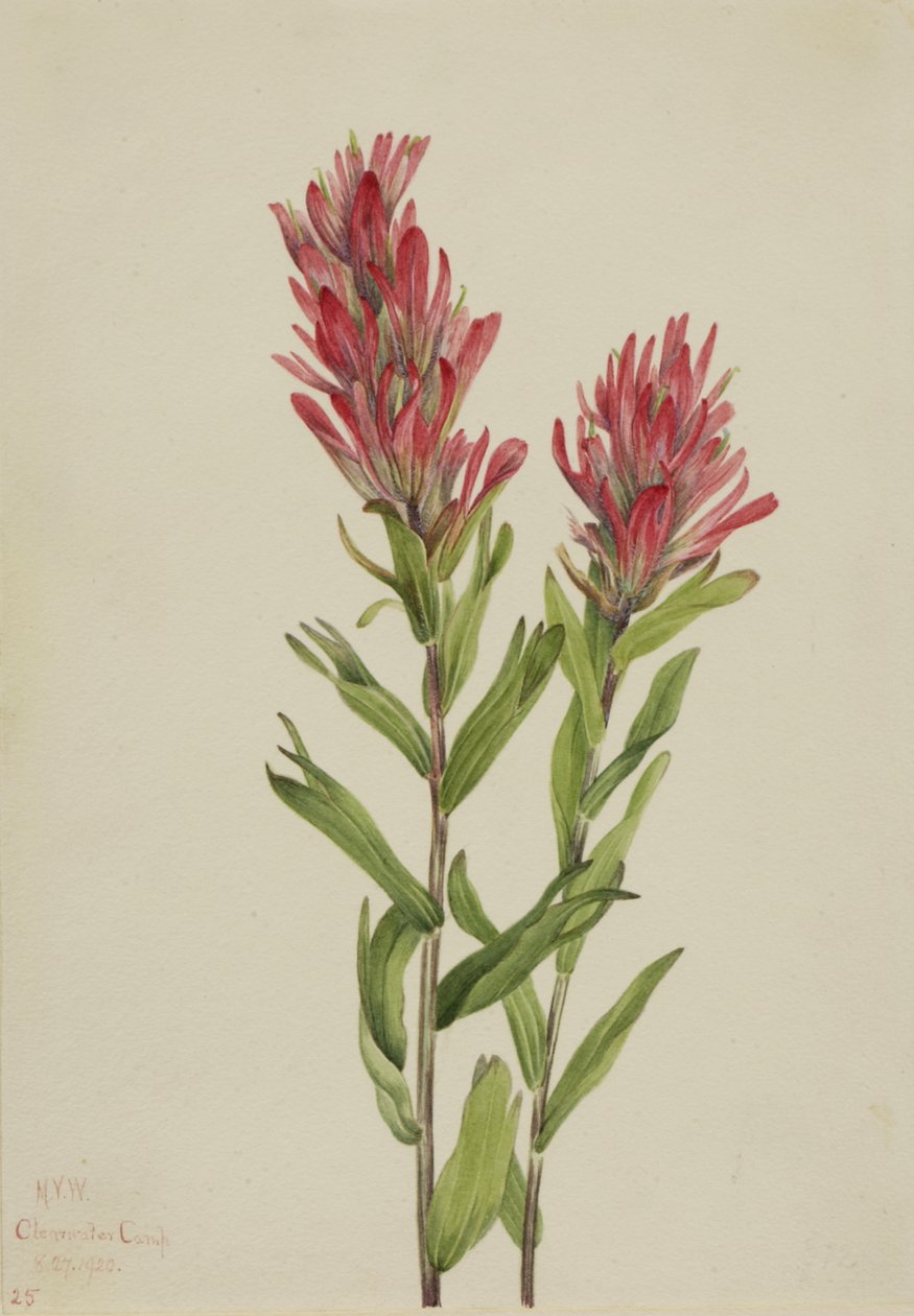 Alberta Boya Fırçası Castilleja miniata, 1920. by Mary Vaux Walcott