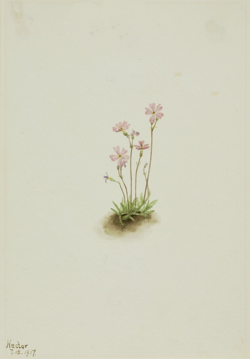 Alberta Primrose Primula maccalliana, 1917. by Mary Vaux Walcott