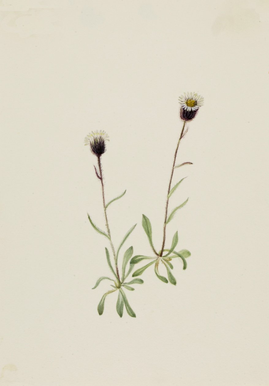 Aleutian Fleabane Erigeron unalaschensis, n.d. by Mary Vaux Walcott
