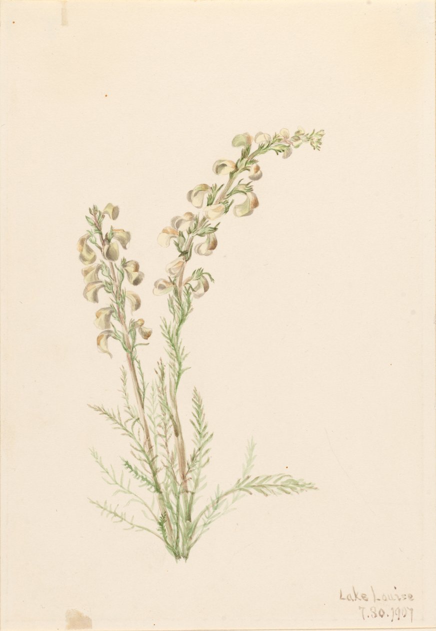  by Mary Vaux Walcott