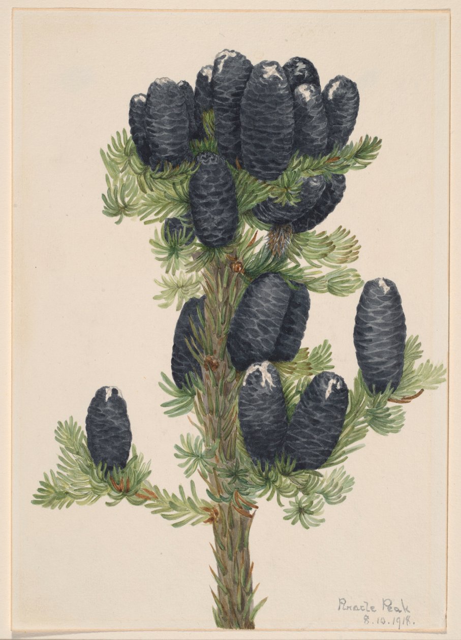  by Mary Vaux Walcott