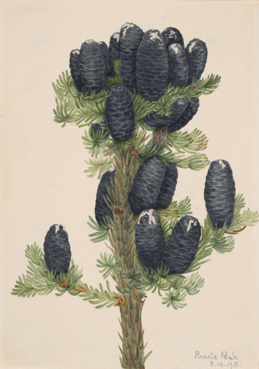 Alp Köknar Abies lasiocarpa, 1918. by Mary Vaux Walcott