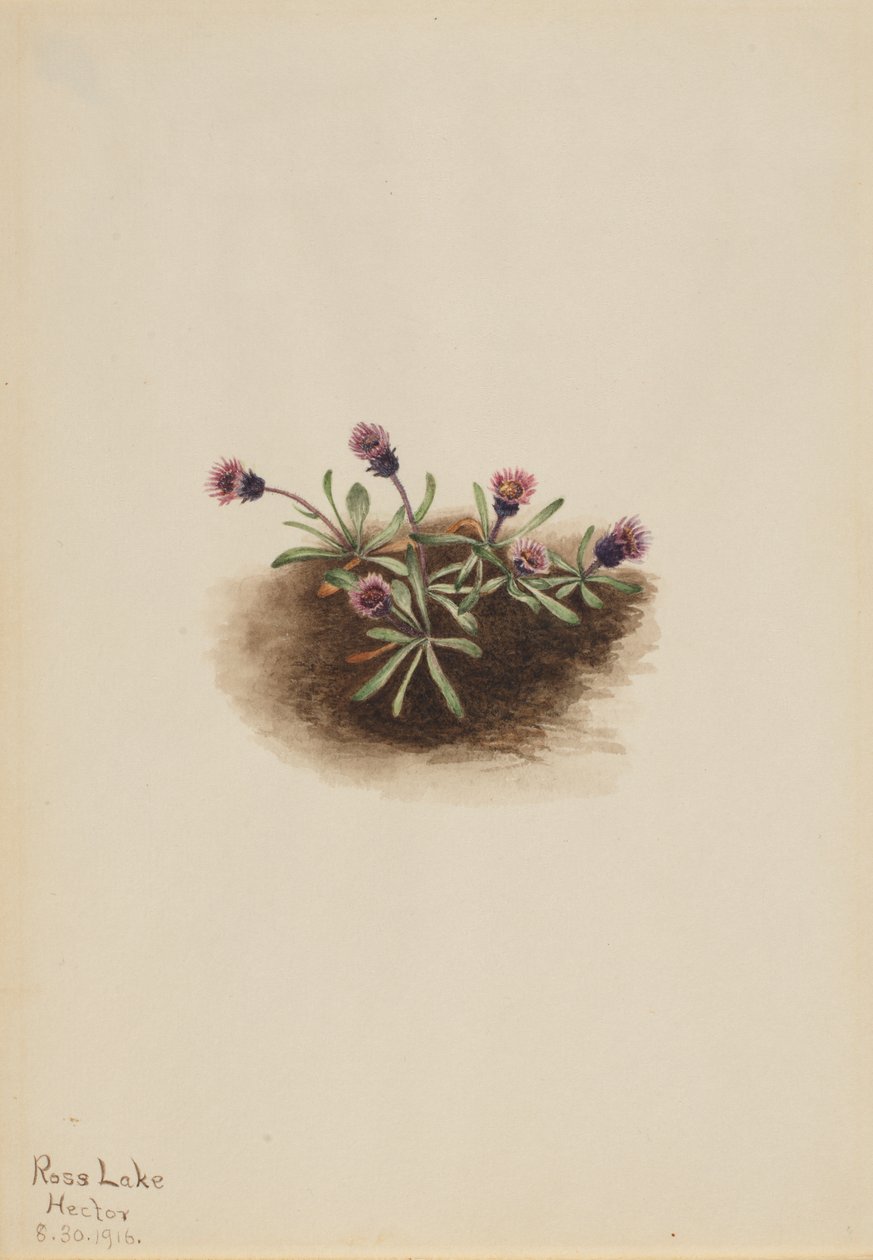 Alp Fleabane Erigeron unalaschcensis, 1916. by Mary Vaux Walcott