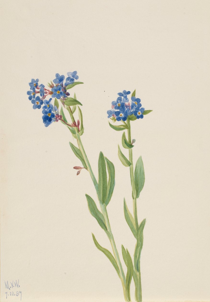  by Mary Vaux Walcott