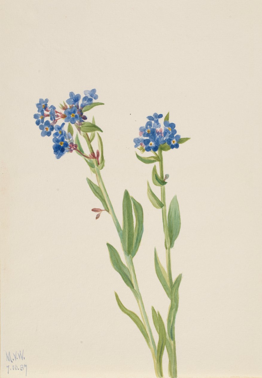 Alp Beni Unutma Myosotis alpestris, 1937. by Mary Vaux Walcott