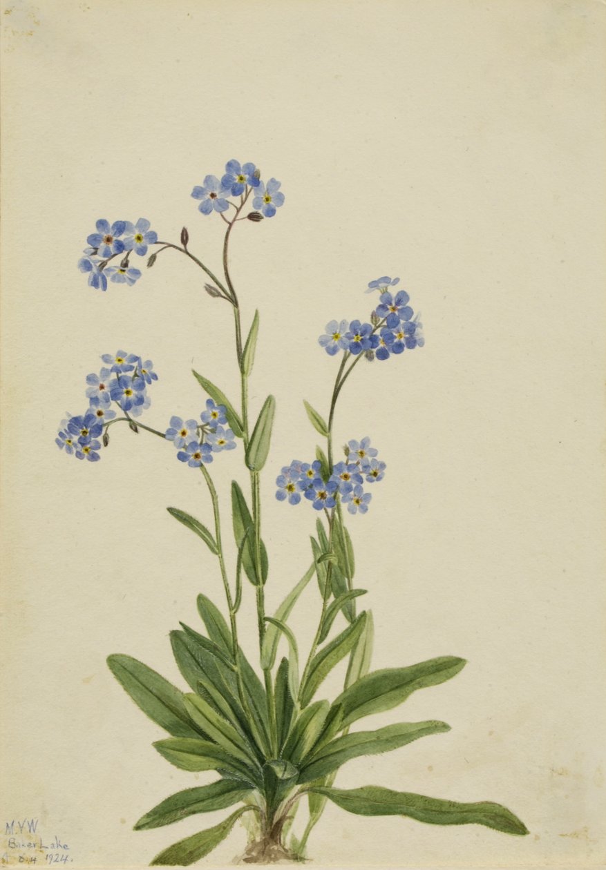  by Mary Vaux Walcott