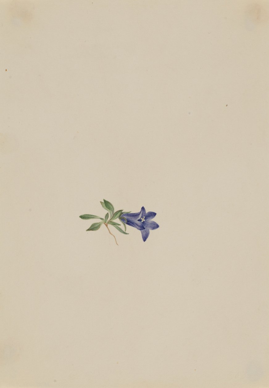  by Mary Vaux Walcott