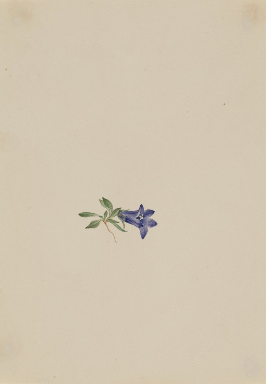 Alp Harebell Campanula lasiocarpa, n.d. by Mary Vaux Walcott