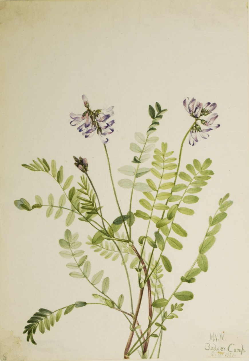  by Mary Vaux Walcott