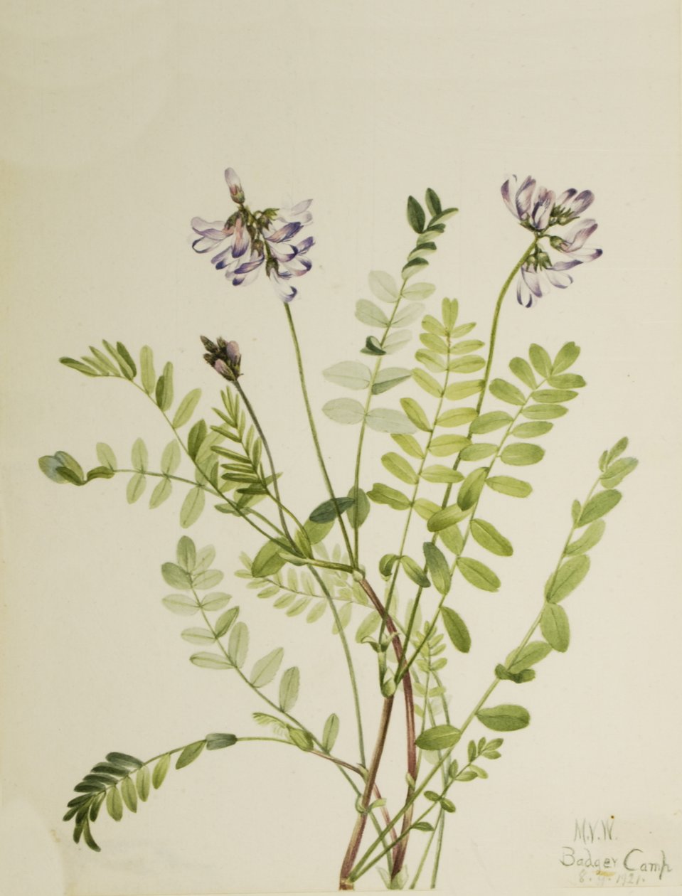 Alp Milkvetch Astragalus alpinus, 1921 by Mary Vaux Walcott