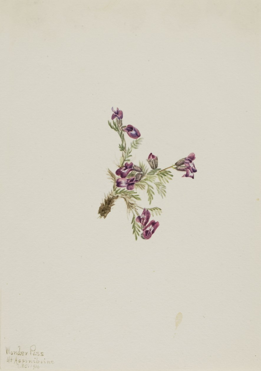  by Mary Vaux Walcott
