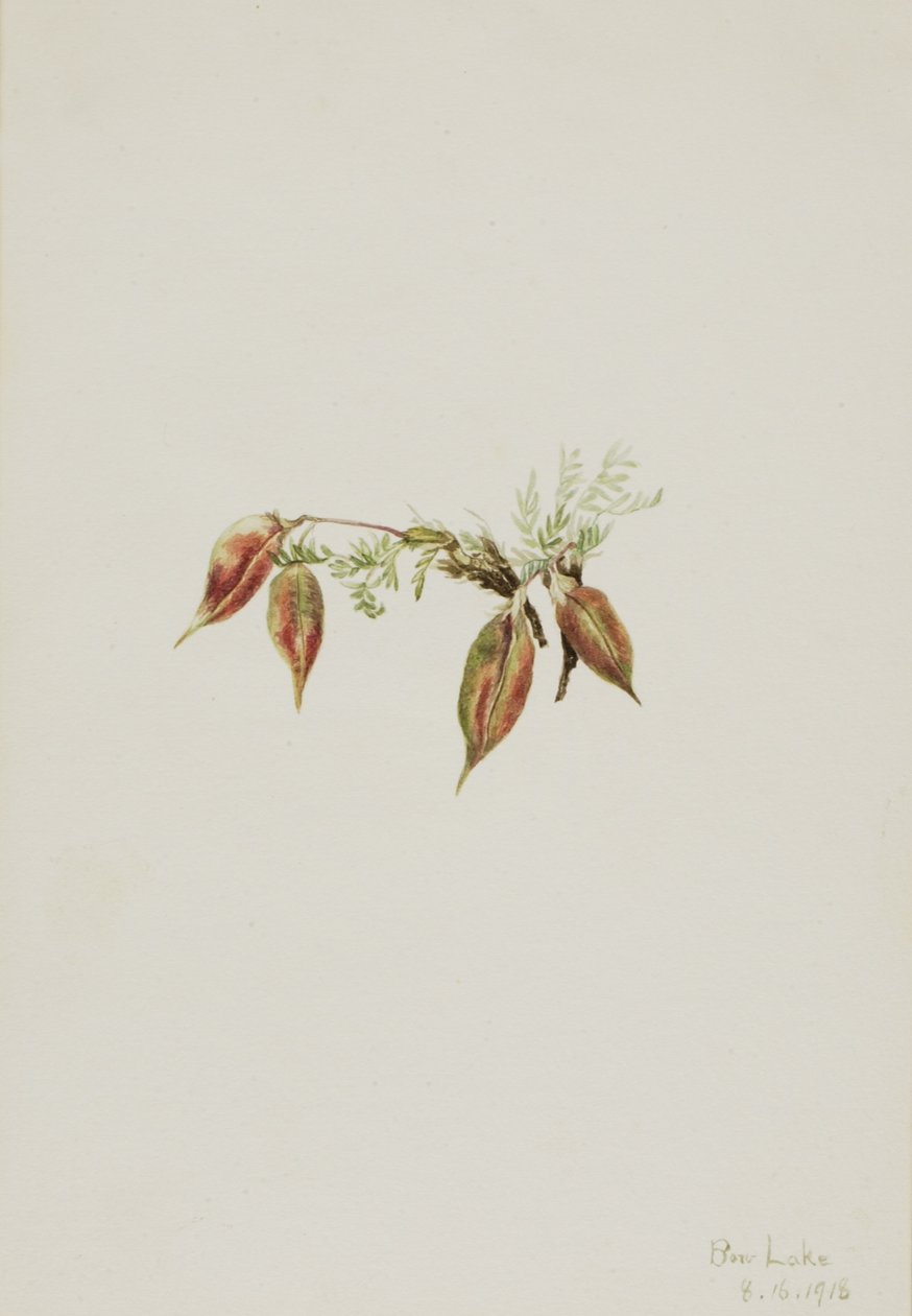  by Mary Vaux Walcott
