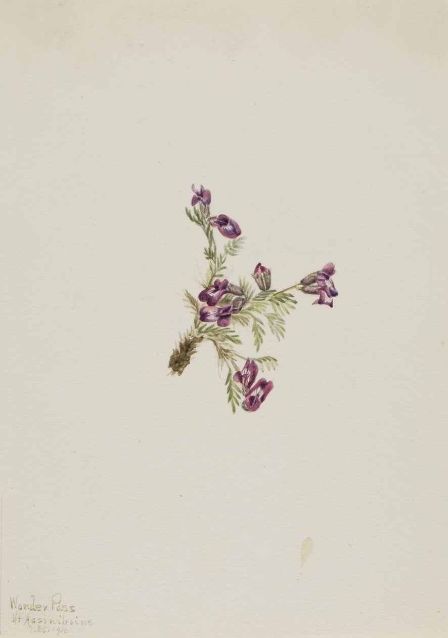 Alp Pointvetch Oxytropis podocarpa, 1916. by Mary Vaux Walcott