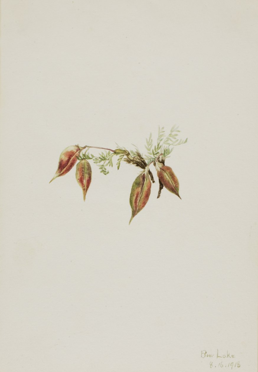 Alp Pointvetch Oxytropis podocarpa, 1918. by Mary Vaux Walcott