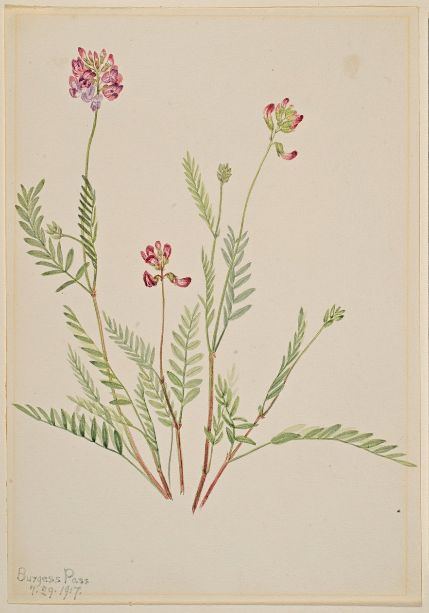  by Mary Vaux Walcott