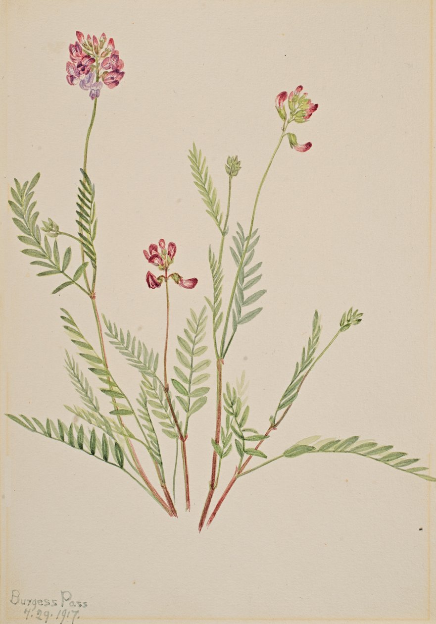 Alp Fiği Astragalus bourgovii, 1917. by Mary Vaux Walcott