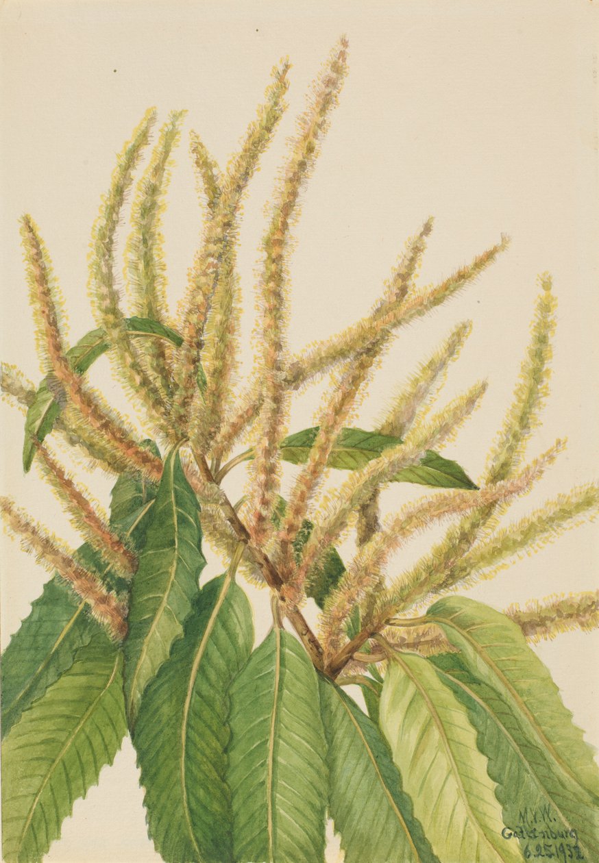  by Mary Vaux Walcott