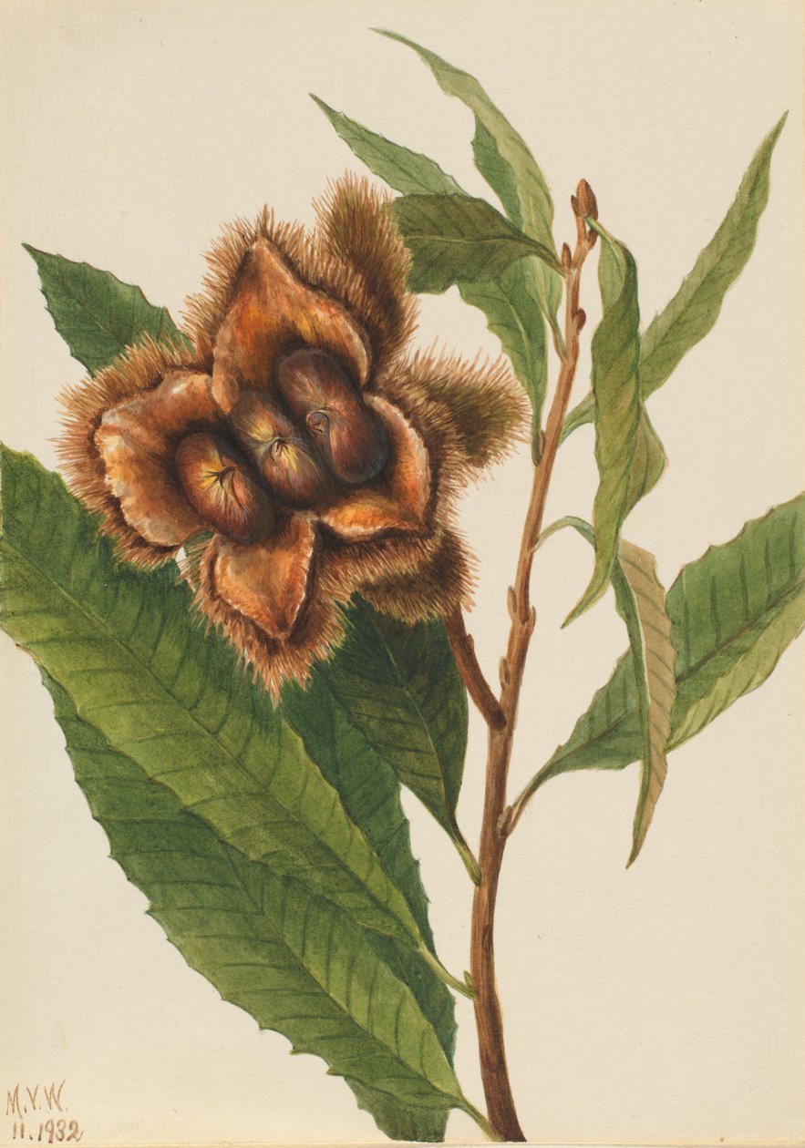 Amerikan Kestanesi Castanea dentata, 1932. by Mary Vaux Walcott