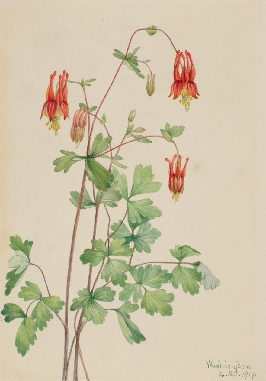  by Mary Vaux Walcott