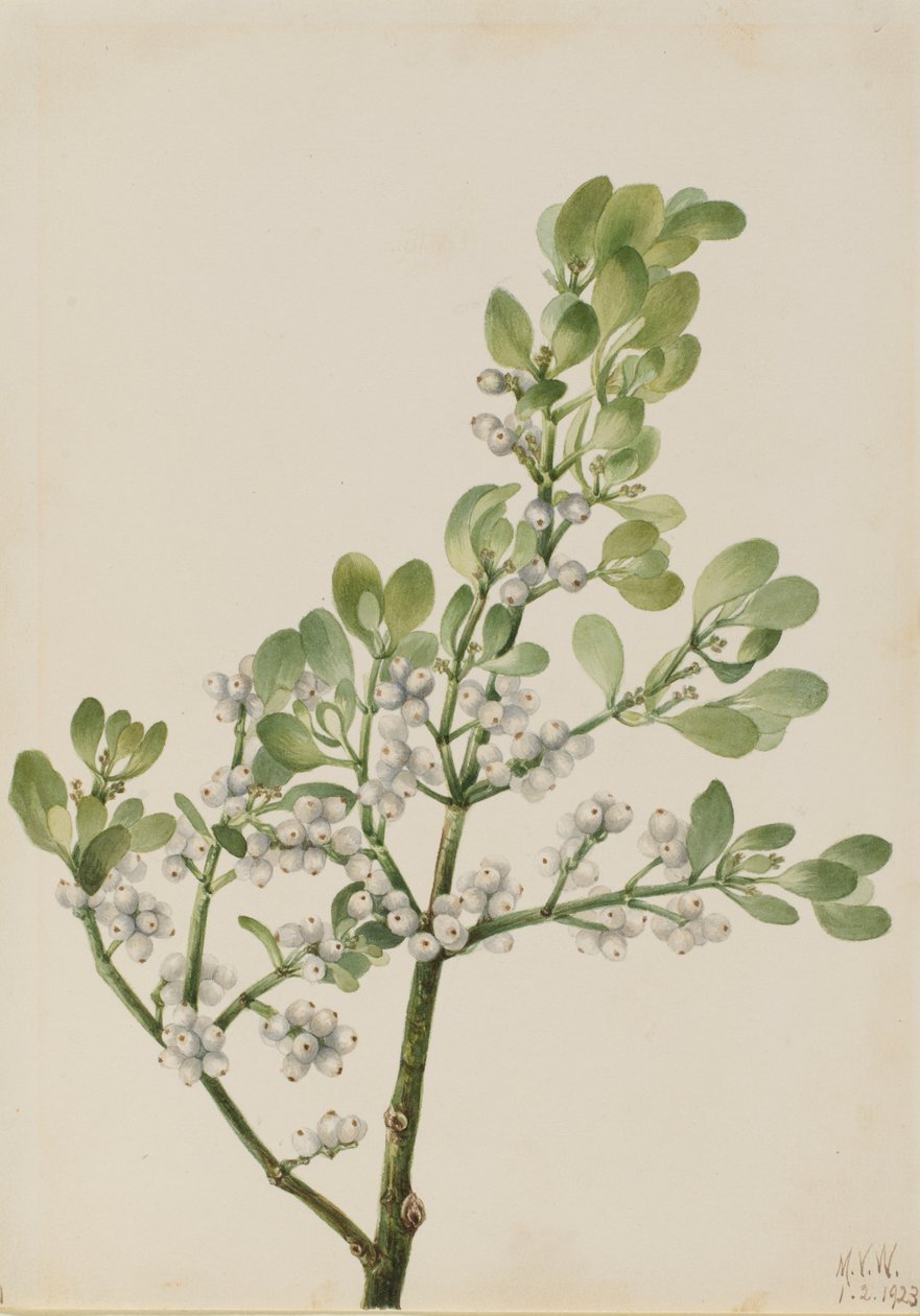 Amerikan Ökseotu Phoradendron flavescens, 1923. by Mary Vaux Walcott