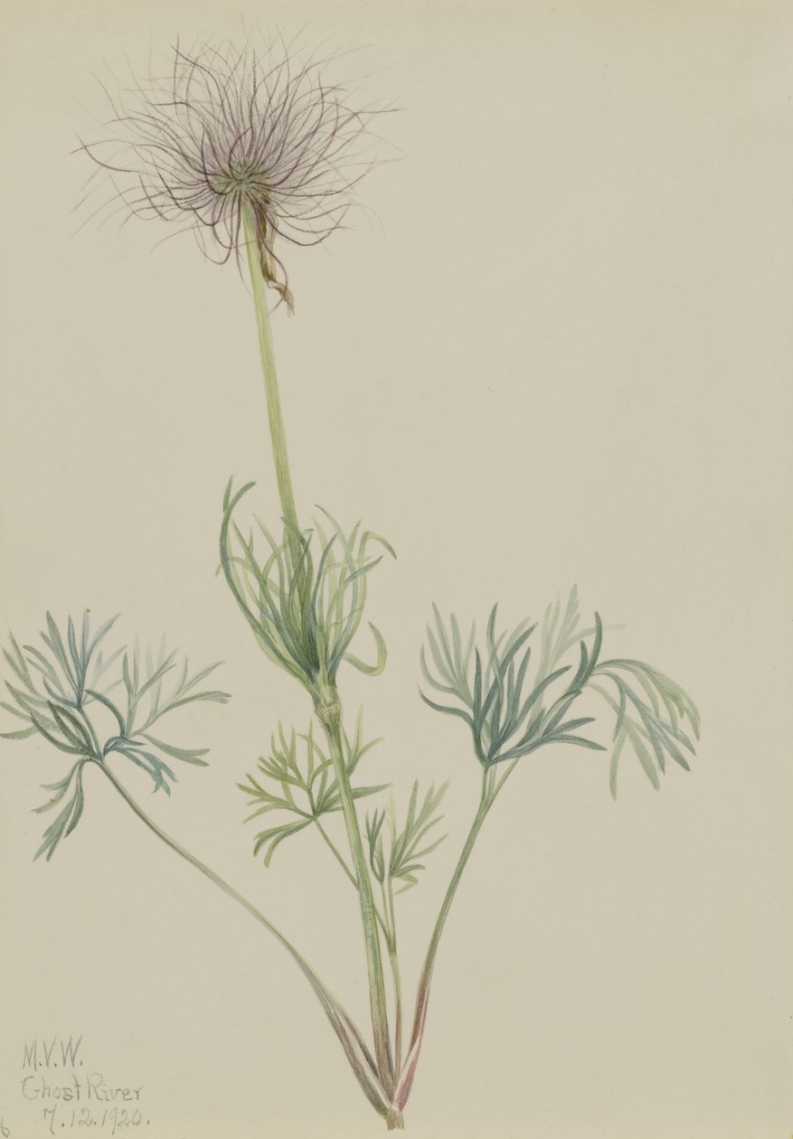  by Mary Vaux Walcott