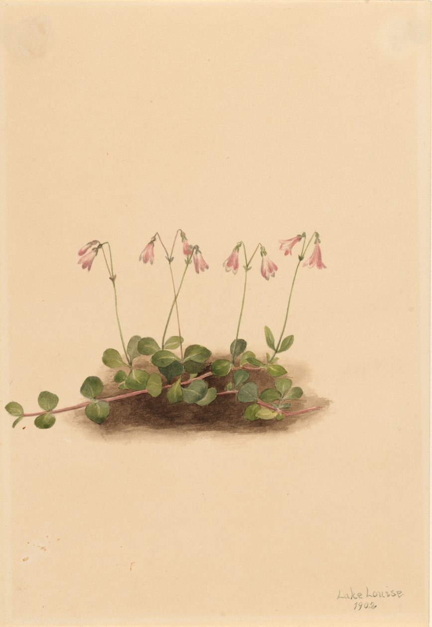  by Mary Vaux Walcott