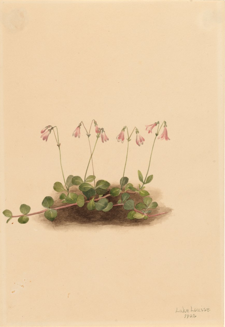 Amerikan Twinflower Linnaea Borealis americana, 101. by Mary Vaux Walcott