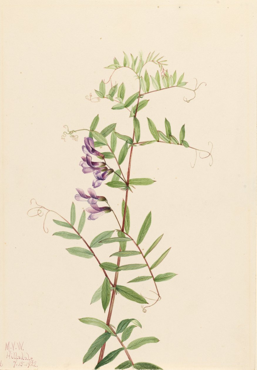  by Mary Vaux Walcott