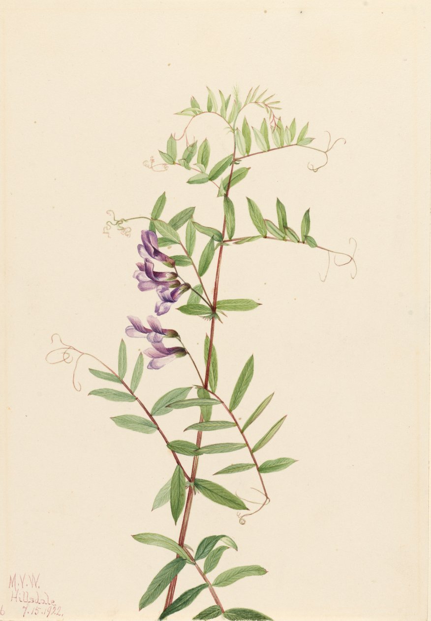Amerikan Fiğ Vicia americana, 1922. by Mary Vaux Walcott