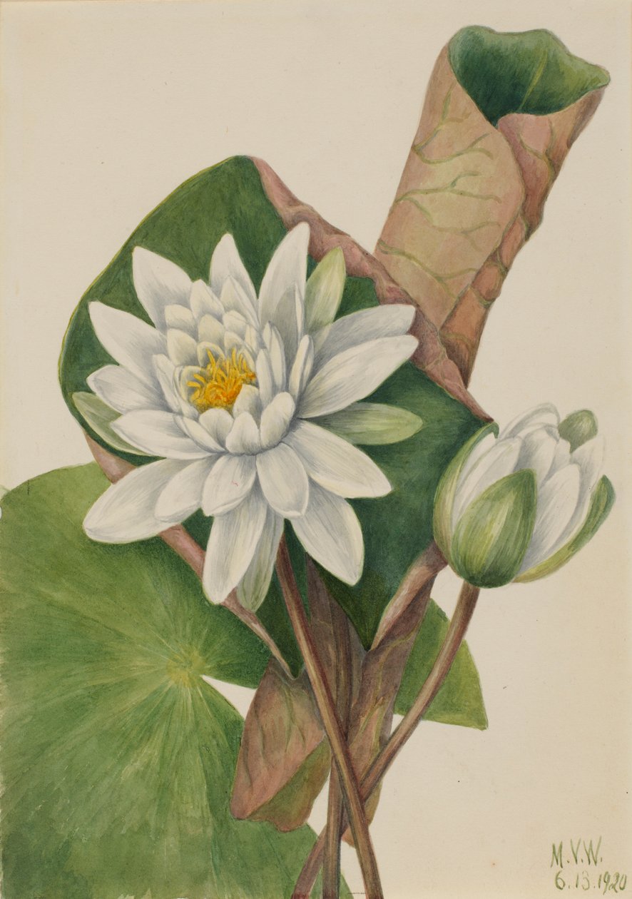  by Mary Vaux Walcott