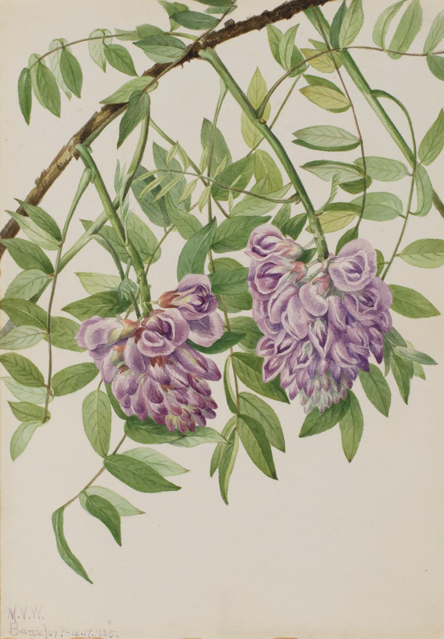 Amerikan Wisteria Kraunhia frutescens, 1925. by Mary Vaux Walcott