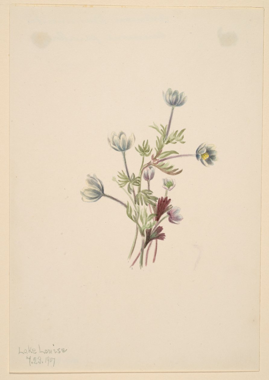  by Mary Vaux Walcott