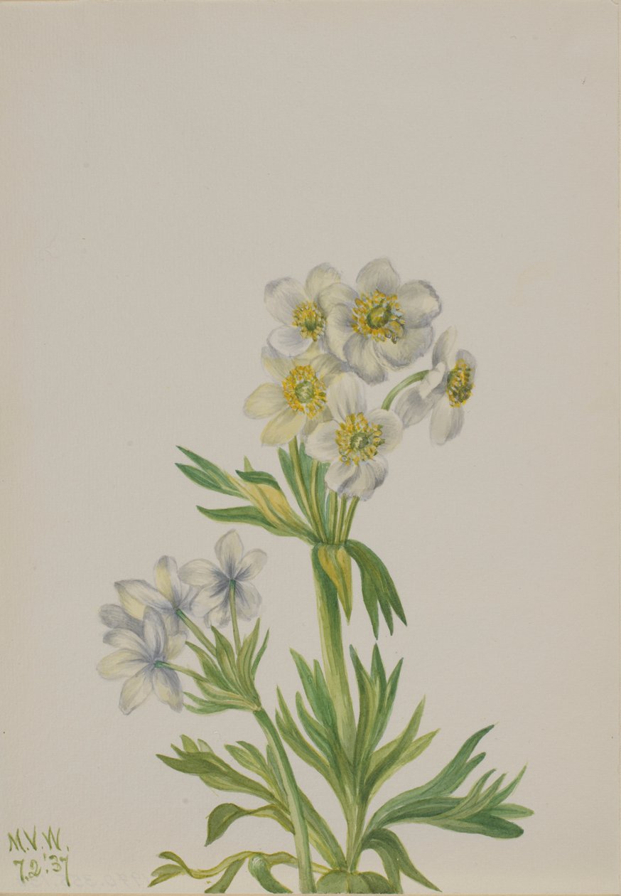  by Mary Vaux Walcott