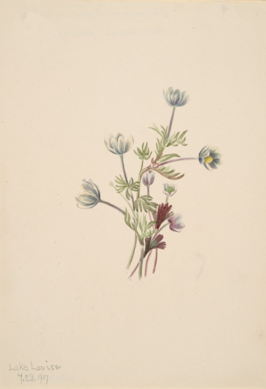 Anemon Anemon drummondii, 1907. by Mary Vaux Walcott