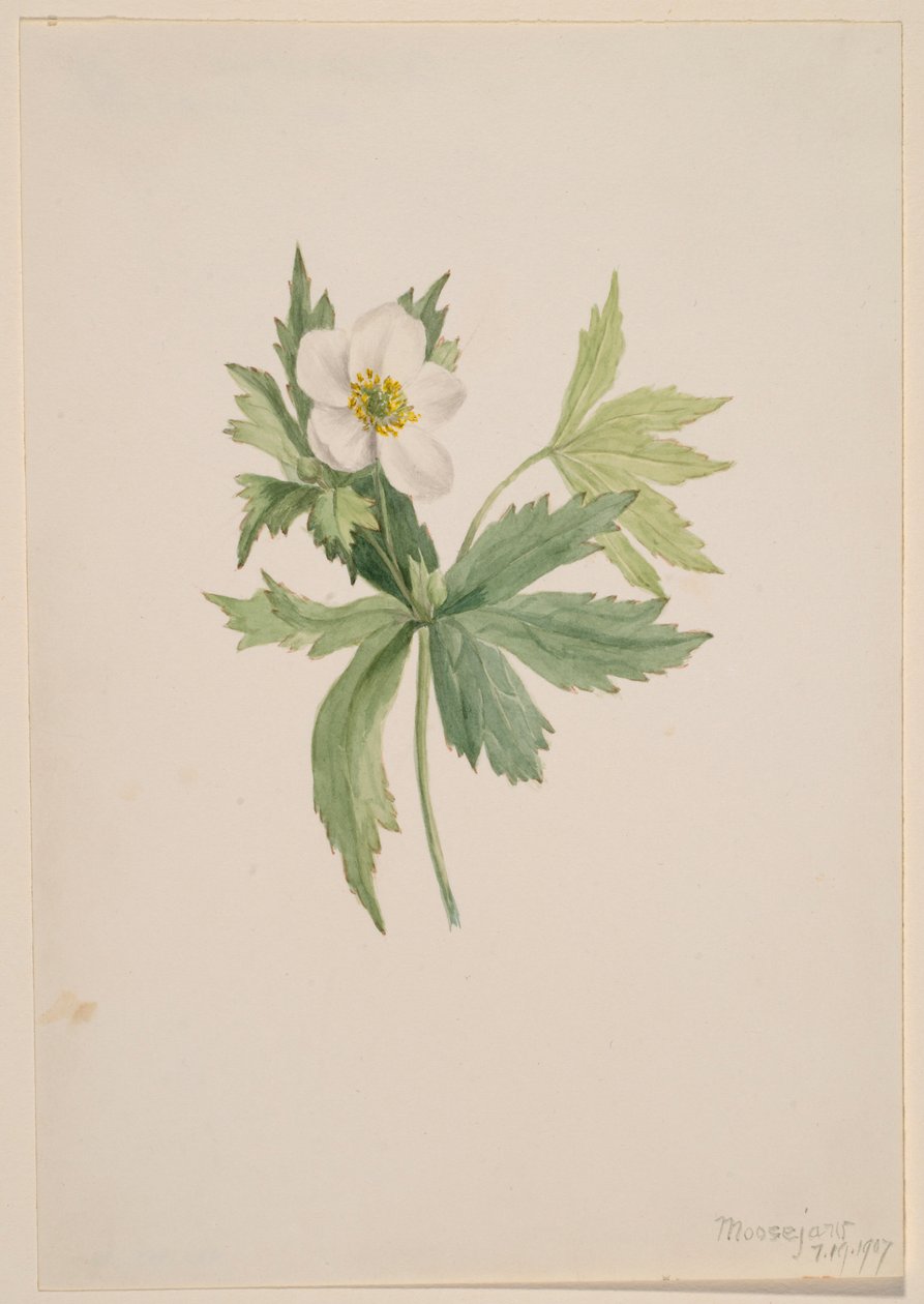  by Mary Vaux Walcott