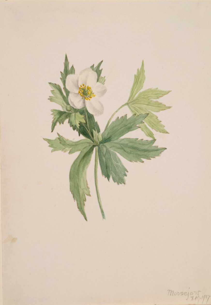 Anemon canadensis, 1907. by Mary Vaux Walcott
