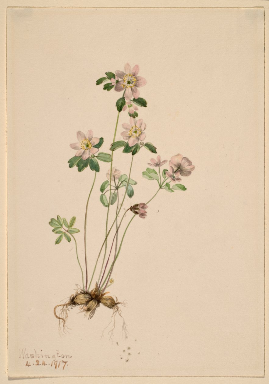  by Mary Vaux Walcott