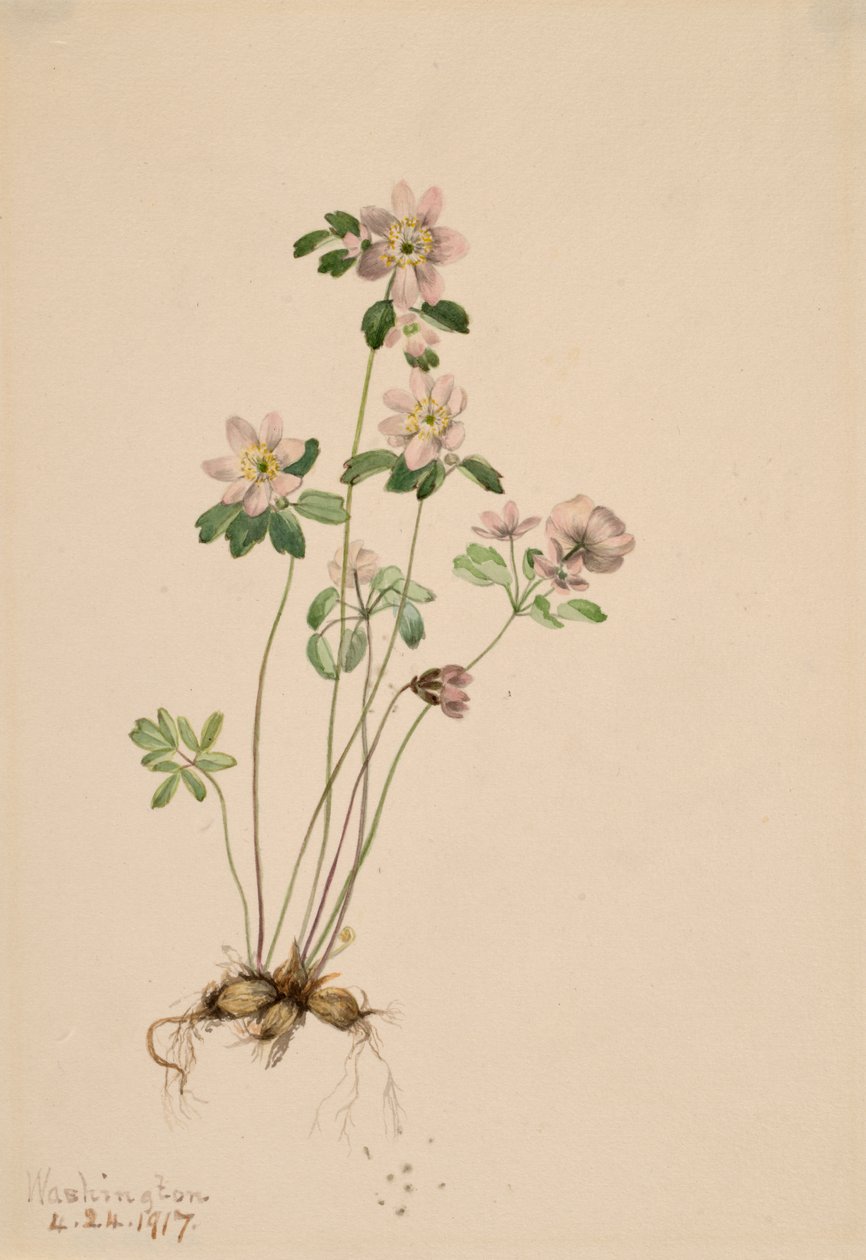 Anemonella Kertenkeleleri, 1917. by Mary Vaux Walcott