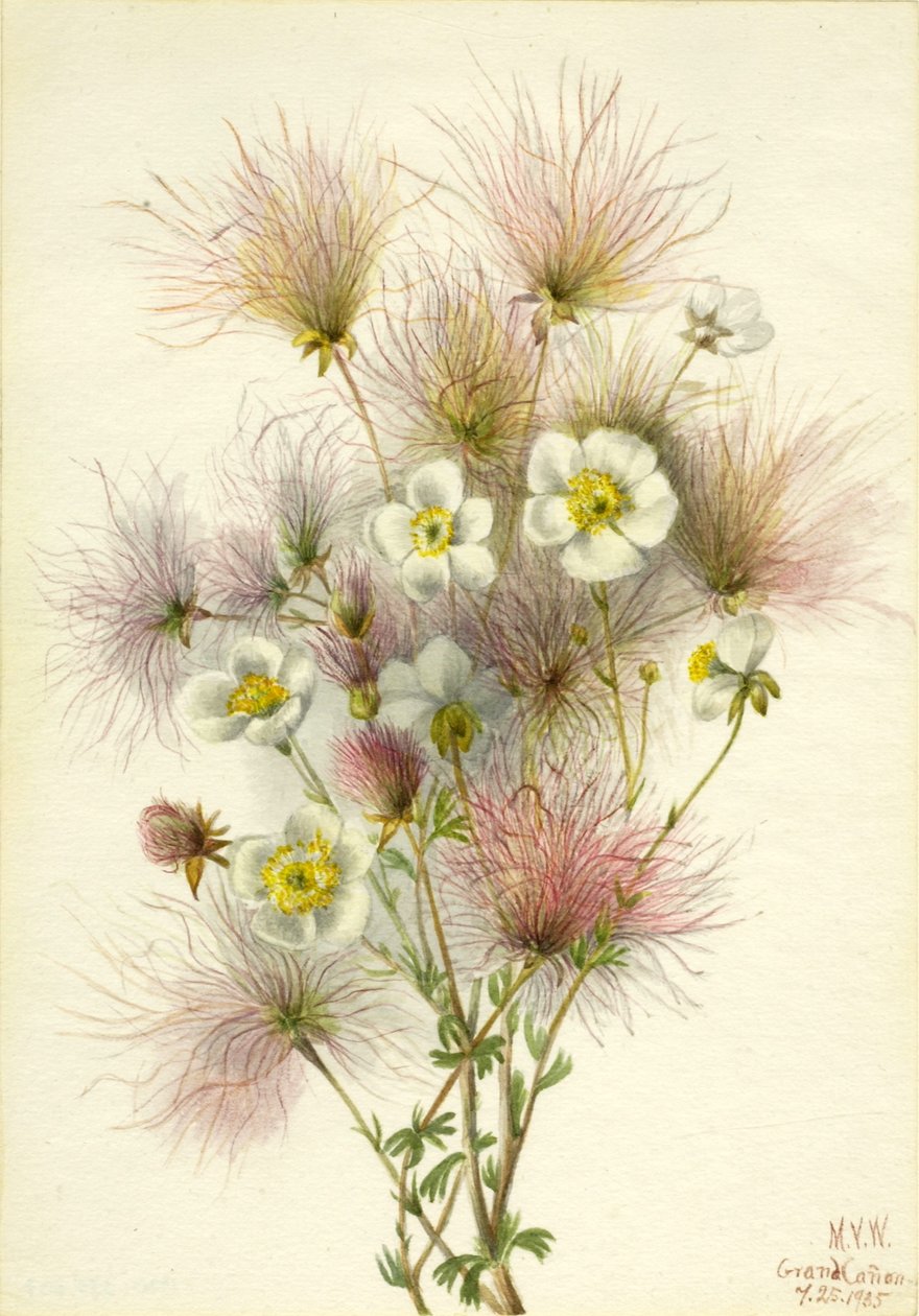  by Mary Vaux Walcott