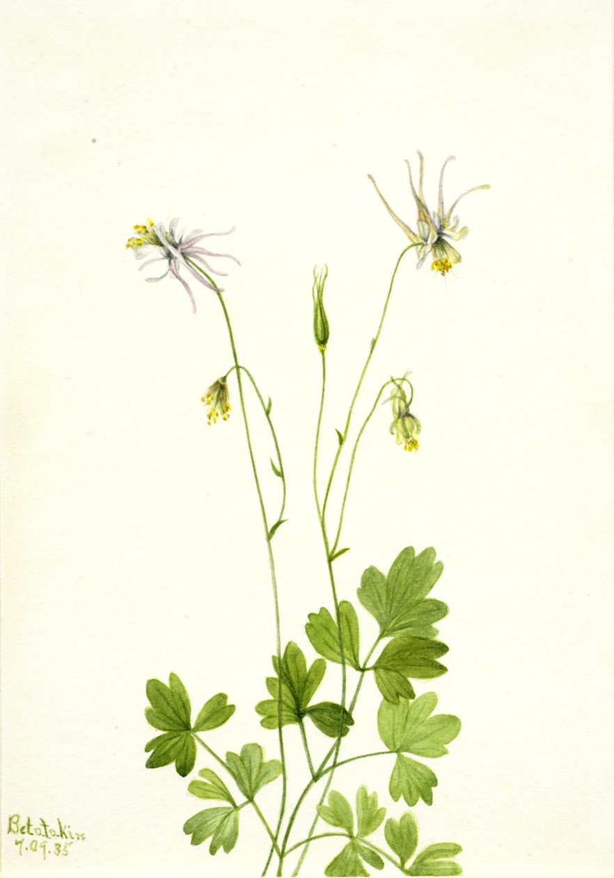 Aquilegia ekalcarata, 1935. by Mary Vaux Walcott
