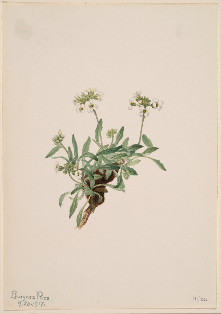  by Mary Vaux Walcott