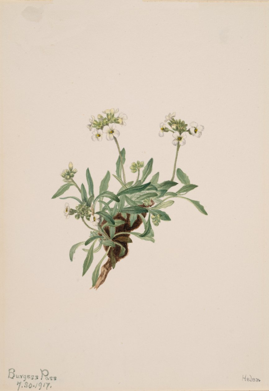 Arabis drummondii, 1917 by Mary Vaux Walcott