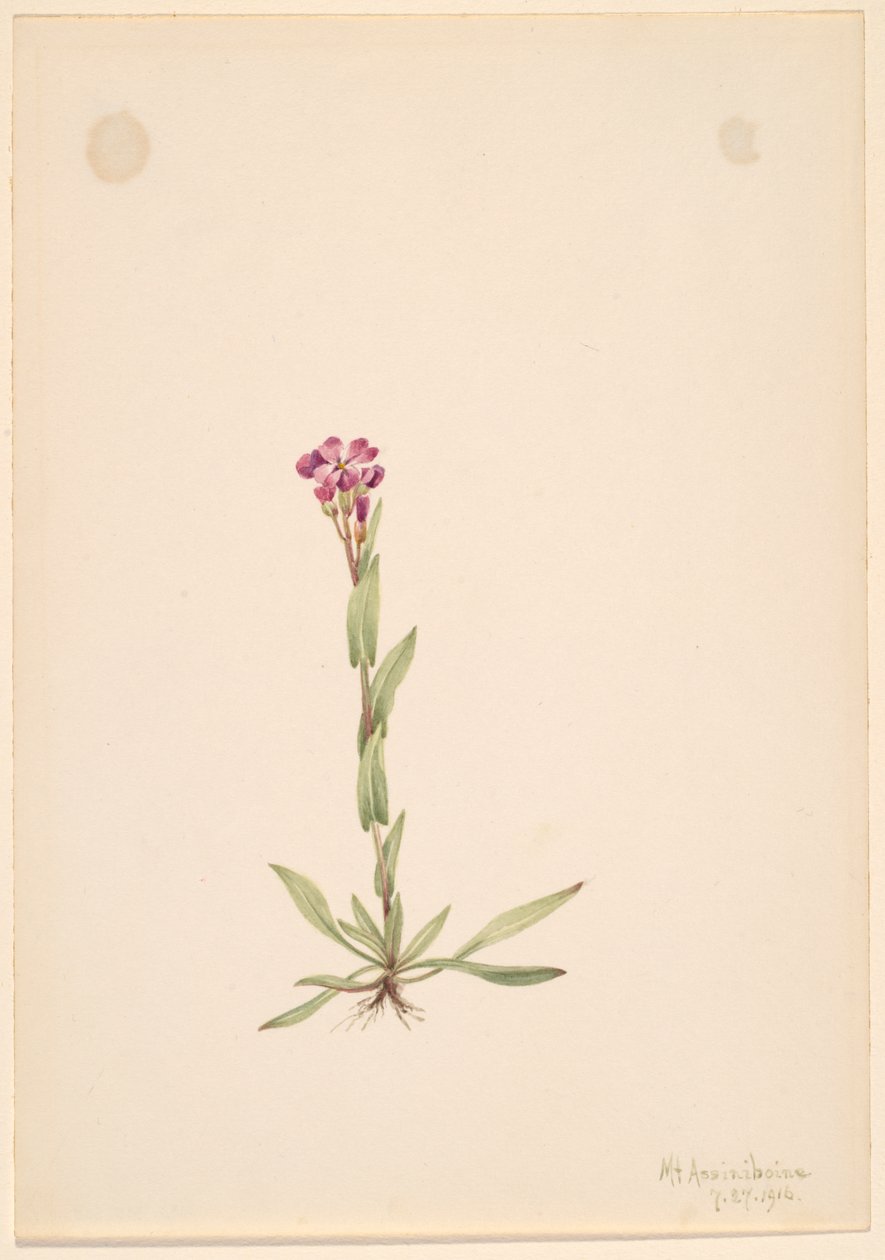 Arabis lyallii, 1916 by Mary Vaux Walcott