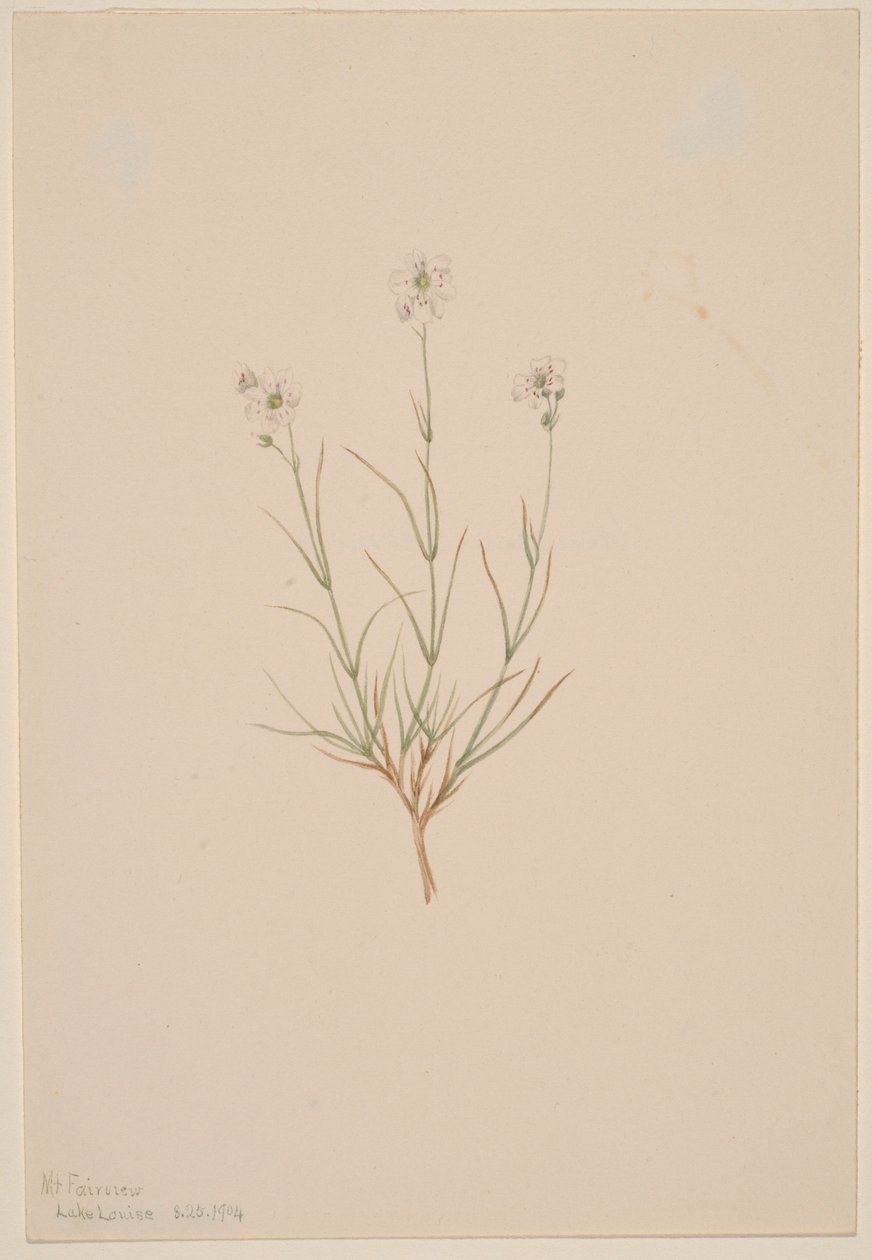  by Mary Vaux Walcott