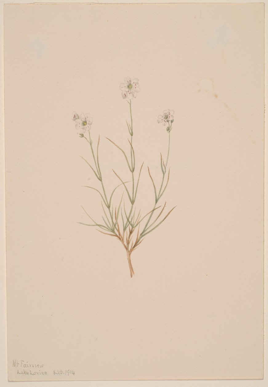 Arenaria formosa, 1904. by Mary Vaux Walcott
