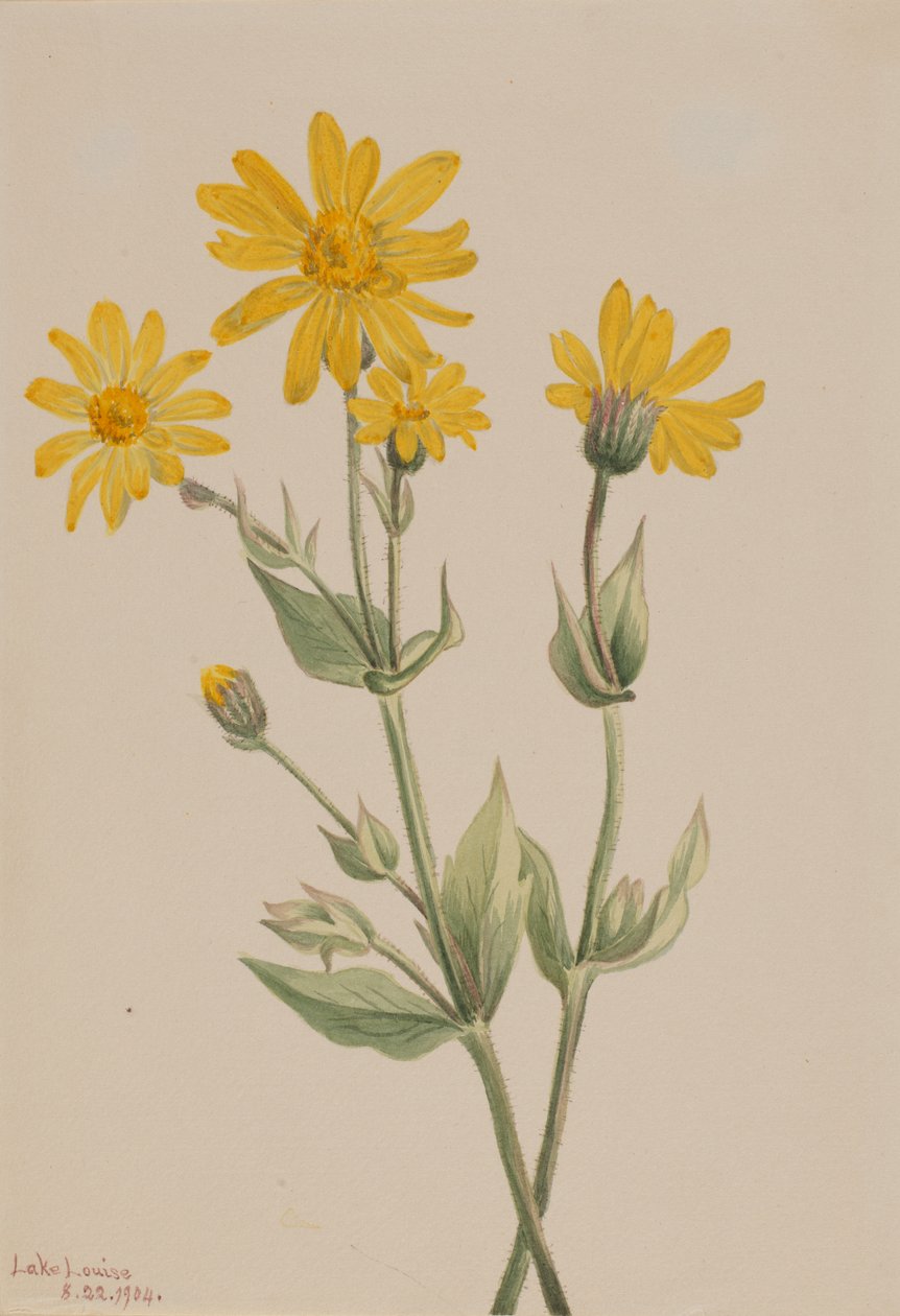 Arnica Arnica latifolia, 1904. by Mary Vaux Walcott