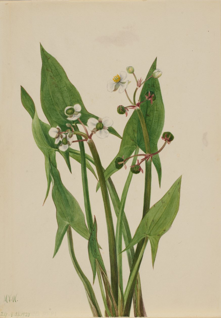 Arum Arrowhead Sagittaria cuneata, 1923 by Mary Vaux Walcott