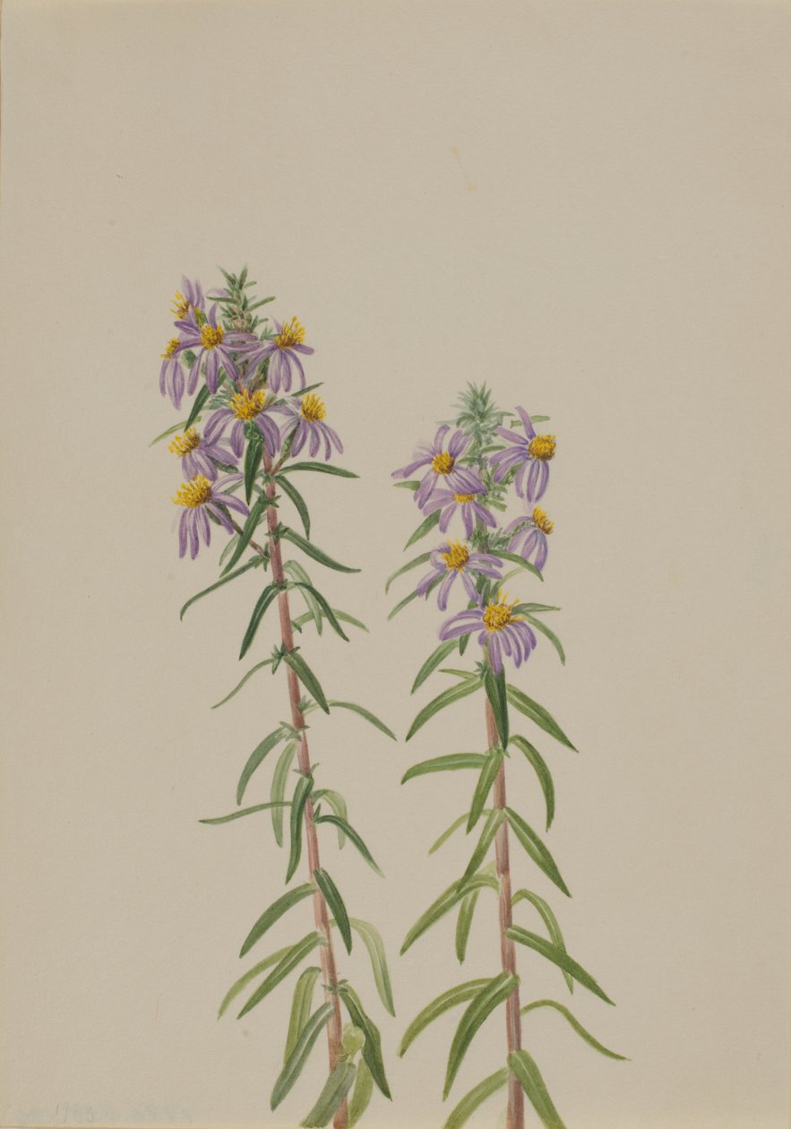 Aster Aster hirariifolius, 1923. by Mary Vaux Walcott