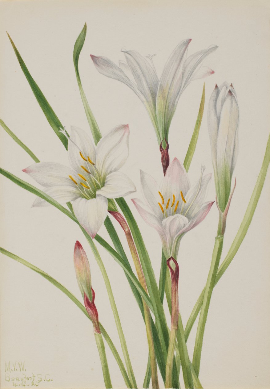 by Mary Vaux Walcott