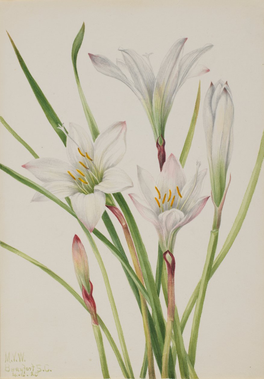 Atamasco-Lily Atamasco atamasco, 1925. by Mary Vaux Walcott
